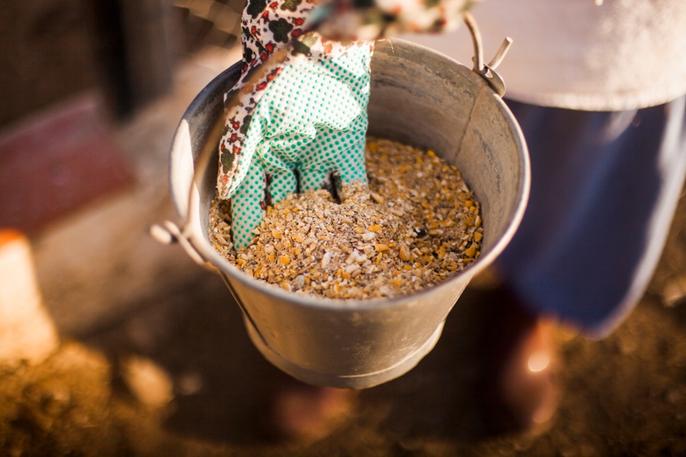 Animal Feeds - livestock and poultry feed