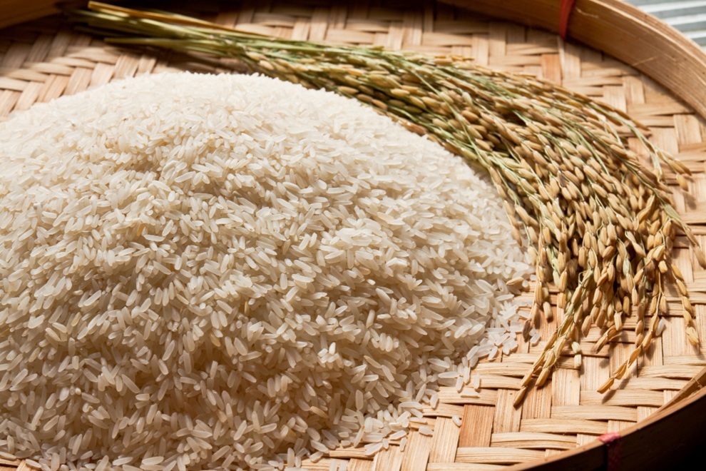 Premium Rice - basmati and export quality rice grains